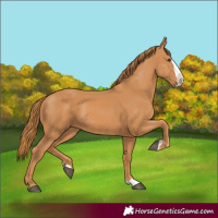 Horse Color:Chestnut Splash 