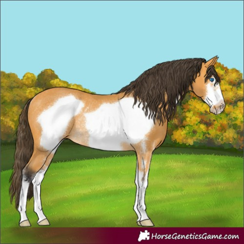 Horse Color:Buckskin Sabino Frame Rabicano