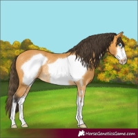 Horse Color:Buckskin Sabino Frame Rabicano 