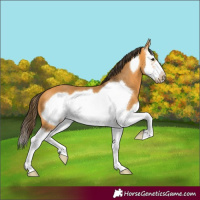 Horse Color:Buckskin Sabino Splash Frame 