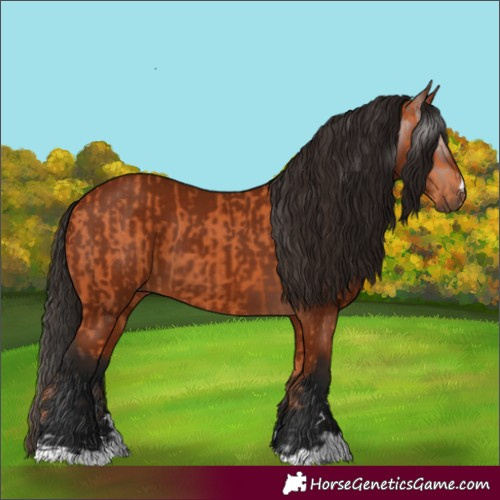 Horse Color:Bay and Gray Bay