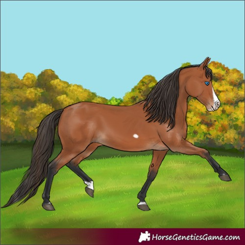 Horse Color:Bay Splash Frame 