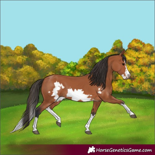 Horse Color:Bay Splash Frame 