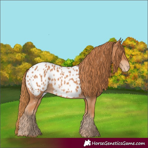 Horse Color:Chestnut Appaloosa