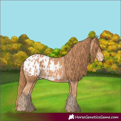 Horse Color:Chestnut Blanket 