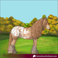 Horse Color:Chestnut Appaloosa