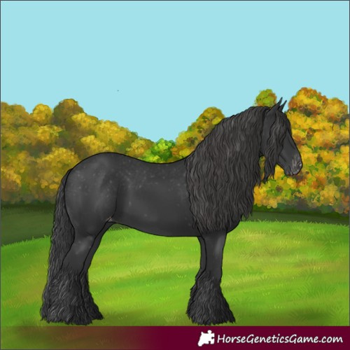 Horse Color:Black Appaloosa