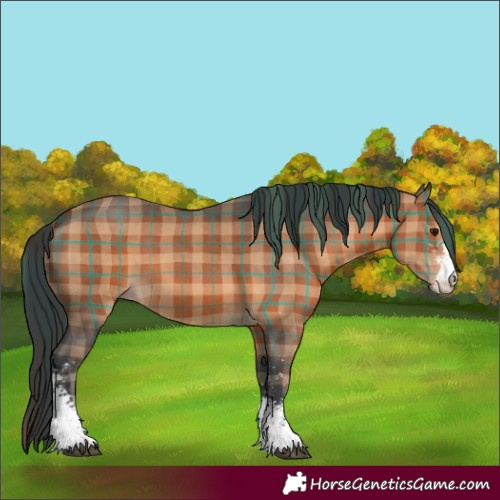 Horse Color:Plaid  Brown Sabino 