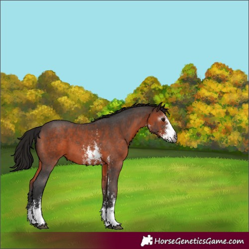 Horse Color:Gray Bay Sabino 