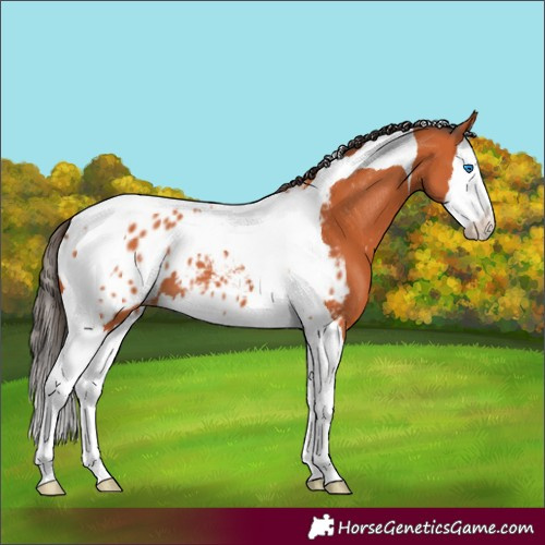 Horse Color:Bay Splash Tobiano Appaloosa 