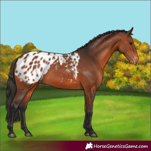 Horse Color:Bay Appaloosa 