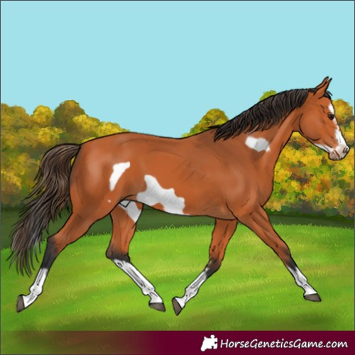 Horse Color:Bay Splash Frame 
