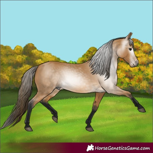 Horse Color:Gray Buckskin 