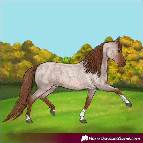 Horse Color:Red Roan Tobiano 