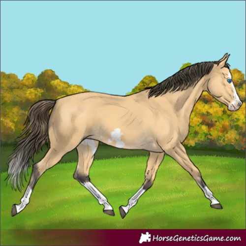 Horse Color:Buckskin Splash Frame 
