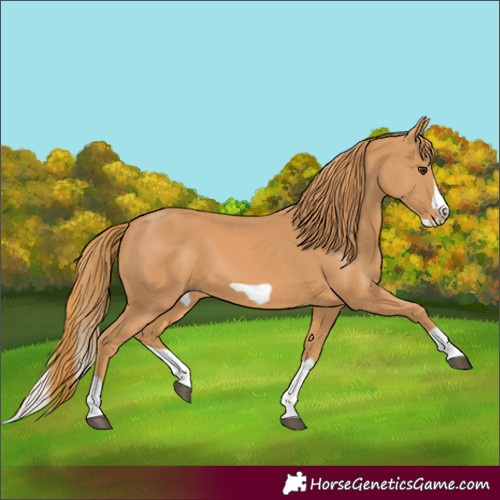 Horse Color:Chestnut Splash Frame 