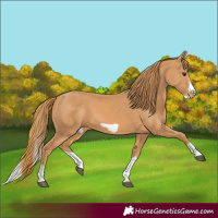 Horse Color:Chestnut Splash Frame