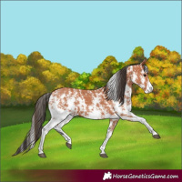 Horse Color:Bay Sabino 