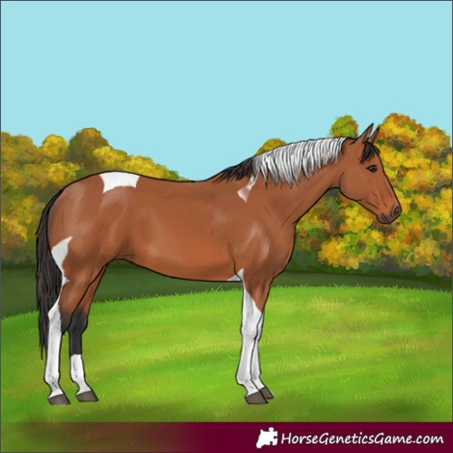 Horse Color:Unknown 