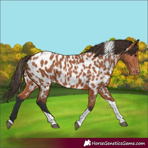 Horse Color:Unknown 