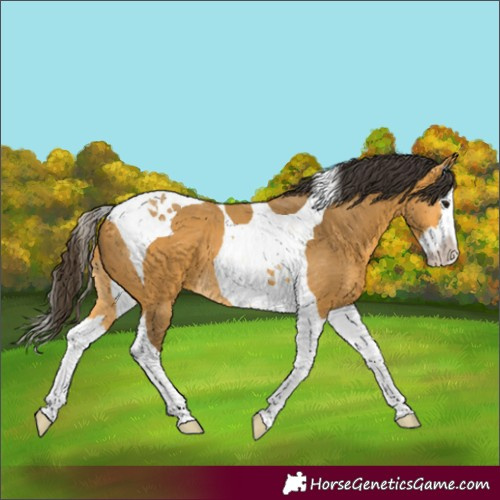 Horse Color:Unknown 