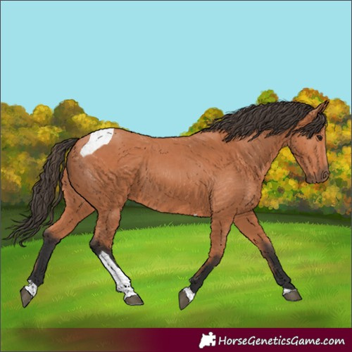 Horse Color:Unknown 