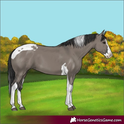 Horse Color:Unknown 