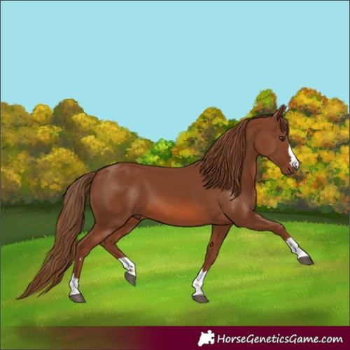 Horse Color:Chestnut 