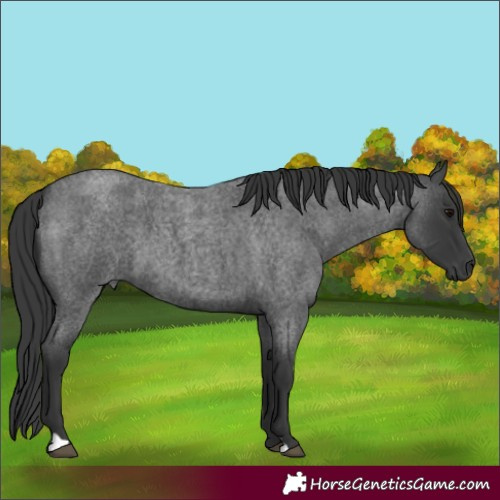 Horse Color:Blue Roan 
