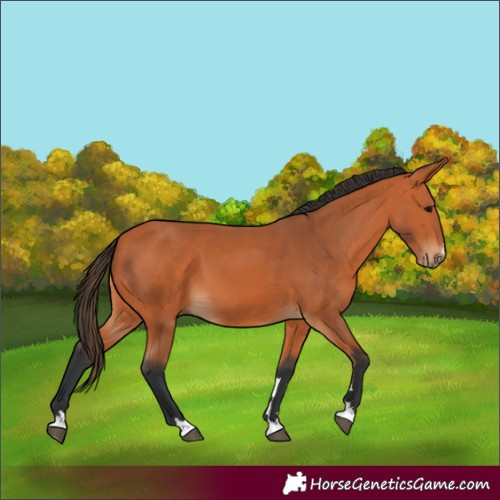 Horse Color:Bay 