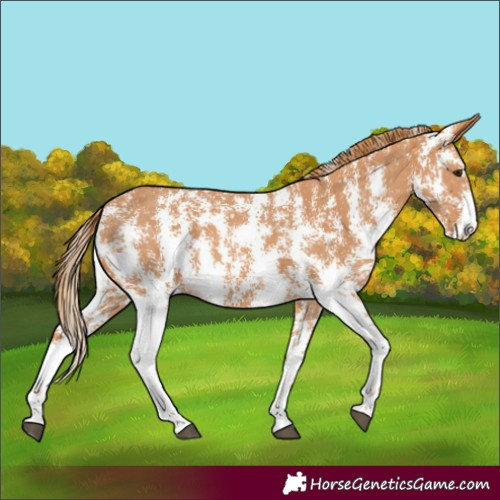 Horse Color:Chestnut Sabino