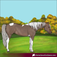 Horse Color:Silver Brown Dun Tobiano 