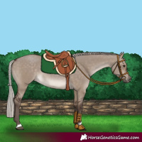 Horse Color:Silver Brown Dun 