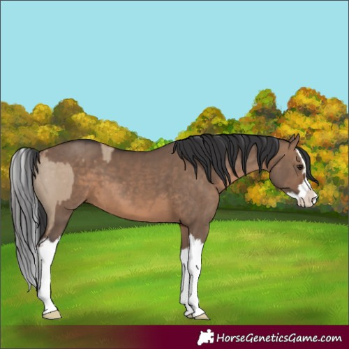 Horse Color:Silver Grullo Splash Varnish Rabicano  and Brown Dun Splash 
