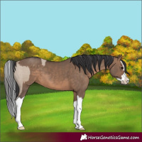 Horse Color:Silver Grullo Splash Appaloosa Rabicano  and Brown Dun Splash 
