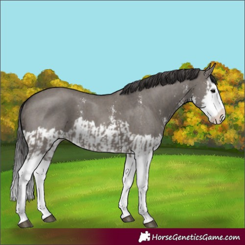 Horse Color:Smoky Grullo Sabino Splash  and Smoky Grullo Sabino Splash 