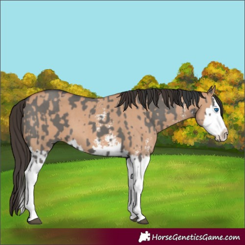 Horse Color:Grullo Sabino Splash and Bay Dun Sabino Splash