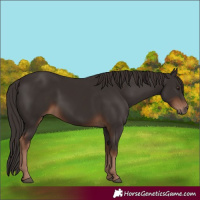 Horse Color:Liver Chestnut