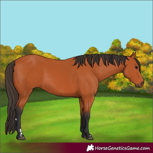 Horse Color:Bay 