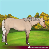Horse Color:Silver Bay Dun