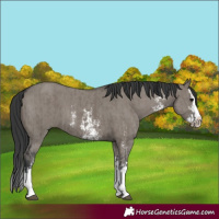 Horse Color:Grullo Sabino Splash  and Grullo Sabino Splash 