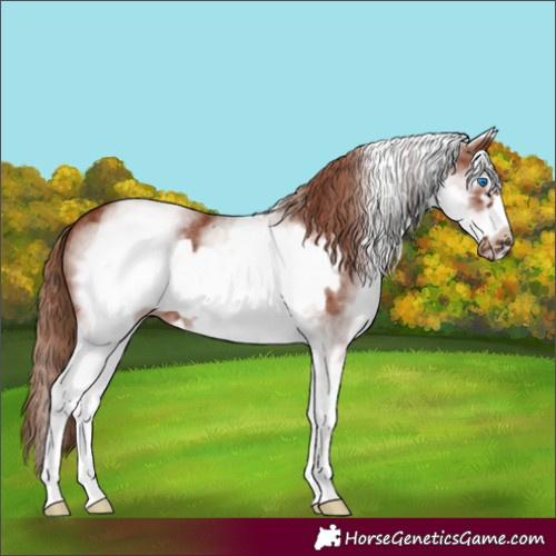 Horse Color:White Spotted Chestnut Frame