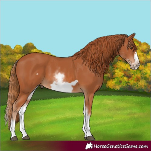 Horse Color:White Spotted Chestnut Frame 