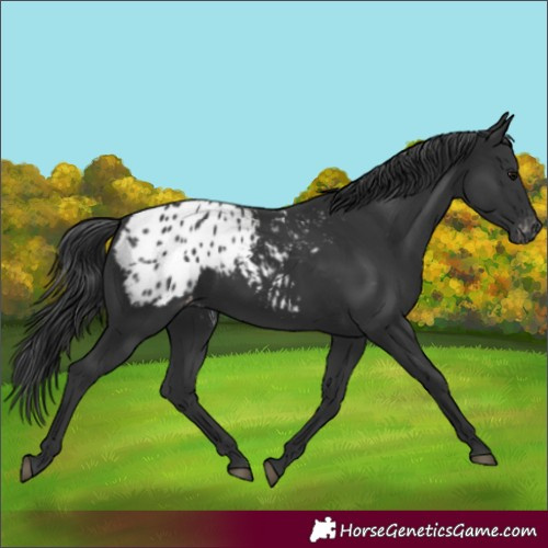 Horse Color:Black Appaloosa 