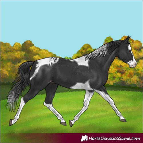 Horse Color:Black Splash Tobiano Blanket