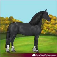 Horse Color:Black Tobiano Rabicano 