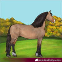 Horse Color:Bay Dun Splash 