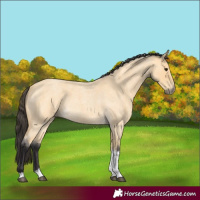 Horse Color:Buckskin Roan Tobiano Rabicano 