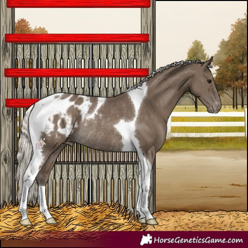 Horse Color:Silver Smoky Black Tobiano Appaloosa Rabicano