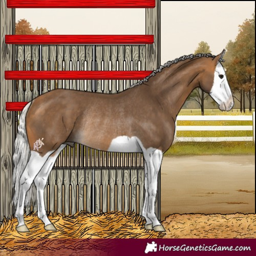 Horse Color:Silver Buckskin Splash Rabicano 